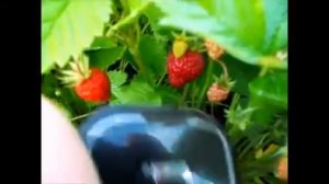 Земляника Аттила одна из самых  крупных в  своем сегменте.