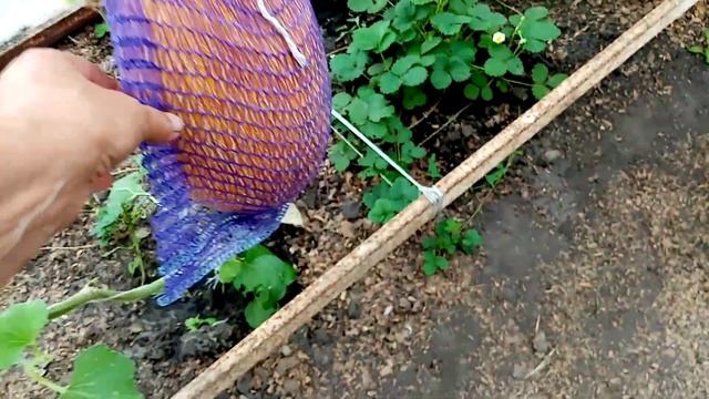 Вот такие Выросли Дыни сорта "МЛАДКА СЛАДКА" в Теплице!!!???? 15 августа 2022г. смотреть онлайн
