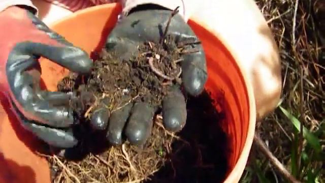 transplanting taro (kalo): where to plant, how to divide, what soil to use смотреть онлайн