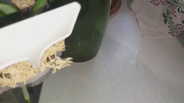 Мой второй Дикий Кот.Успехи в реанимации.🍀 смотреть онлайн
