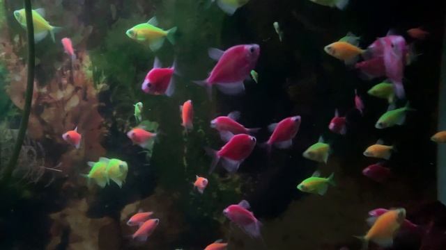 Тернеция в аквариуме