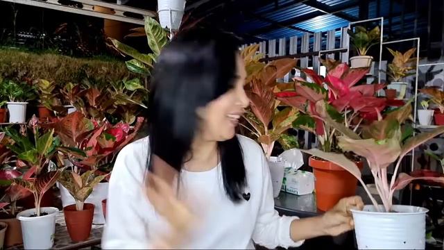 nih Syaratnya Repotting Aglaonema Sukses смотреть онлайн
