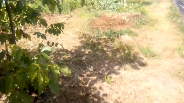 ФОРМИРОВАНИЕ КРОНЫ ОРЕХА. Pruning Walnut Trees. Что делать если орех кустом растёт?