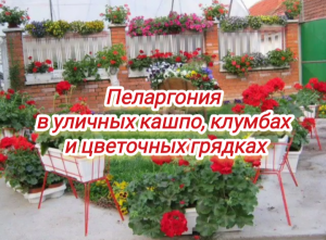 Пеларгония в уличных кашпо, клумбах и цветочных грядках