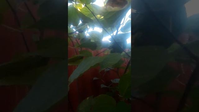 Актинидия Коломикта плодоношение через 2года после посадки смотреть онлайн