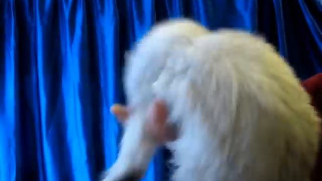 Персидская шиншилла - выставка проф. клубов кошек PCA смотреть онлайн