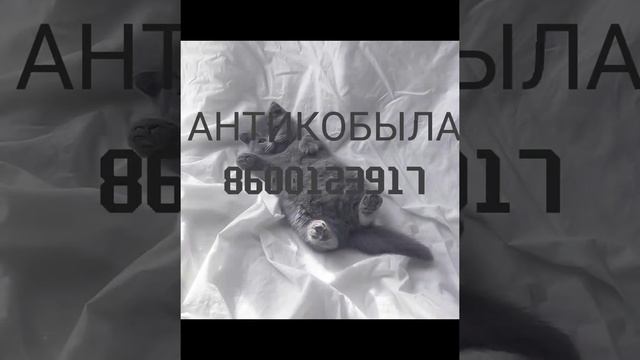 Коды на музыку в роблокс! /Антикобыла/песни в роблокс которые ищут! смотреть онлайн
