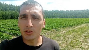 Агросопровождение при выращивании клубники