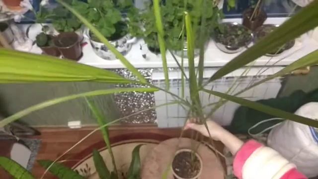 Финиковая пальма Гигант из семечка. 2 метра за 5 лет. Мой опыт выращивания фиников смотреть онлайн