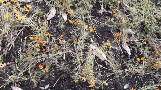 Бархатцы отцвели,куда их использовать? смотреть онлайн