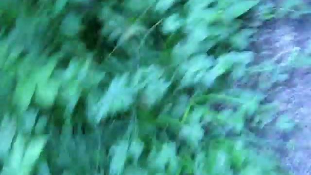 ЛЕС В ВЛАДИКАВКАЗЕ(^o^)⋒✿☼(ЧТО огромный мох?) смотреть онлайн
