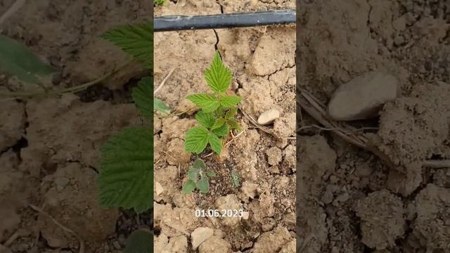 Малина Полька 01.06.2023 смотреть онлайн