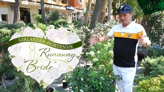 Гортензия красавица садов смотреть онлайн