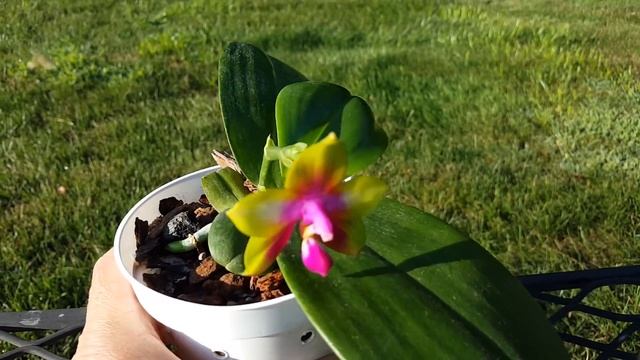 Phalaenopsis Yin's Black Eagle | Hobby Bobby смотреть онлайн