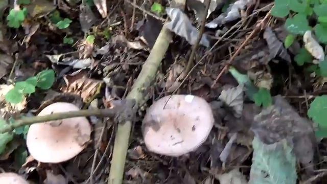 Рядовки фиолетовые растут в лесу рядами. Рядовки - Говорушки дымчато-серые. смотреть онлайн