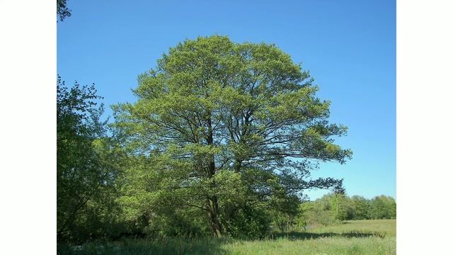 Молдова(Молдавия) Ольха чорная. Красная книга молдовы смотреть онлайн