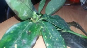 погибает аукуба