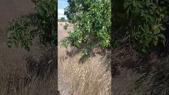 нажмите лютик дорогие лайк какой-нибудьребята работа всё лето работа придётся смотреть онлайн