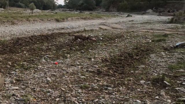 Волчата в своей стихии на прогулке! шок Сенсация удивительно невероятно но факт как приручить волка смотреть онлайн