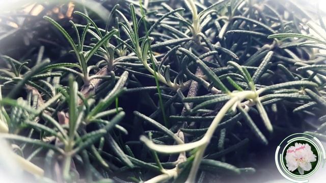 Розмарин посадка и особенности ухода смотреть онлайн