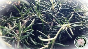 Розмарин посадка и особенности ухода