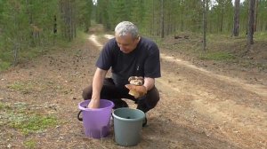 Сбор белых грибов в Сибири. Иркутская область.