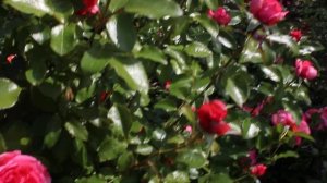 Роза Cоня Рикель 2019