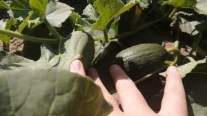 Выращивание Арбузов, Дынь в средней полосе России.Выращивание Арбузов, Дынь в Нижегородской области