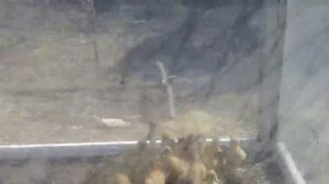 Когда можно выводить утят на улицу