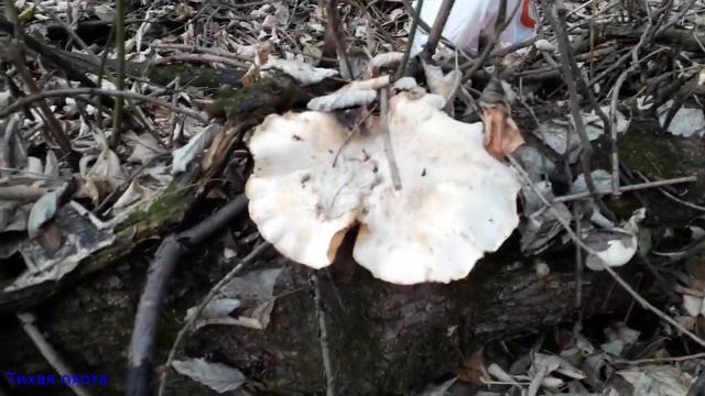 Простой и вкусный рецепт маринованной вешенки смотреть онлайн