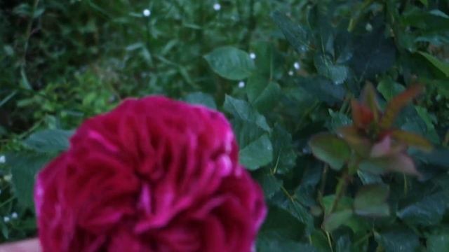 роза Фальстаф смотреть онлайн