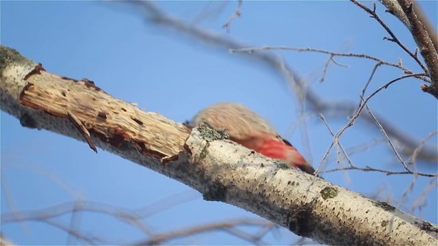 Дятел за работой... смотреть онлайн