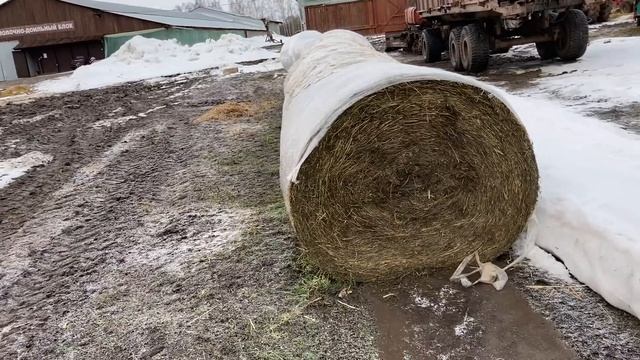 Сенаж в упаковке или силос в траншее? смотреть онлайн