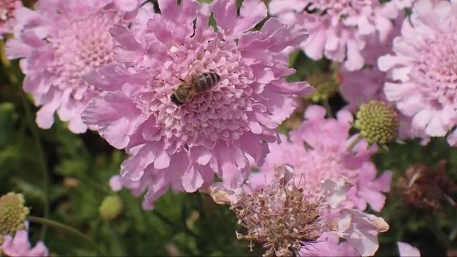 Какие Цветы посеять в АПРЕЛЕ на рассаду смотреть онлайн