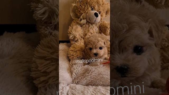 www.maltipoomini.ru мини девочка мальтипу мини с мимишной внешностью , доступна для бронирования 🐕 смотреть онлайн