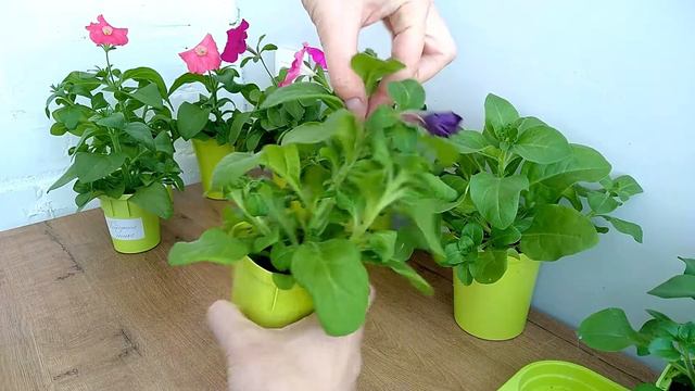 ПЕТУНИЯ - ЛЕГКО! Петуния начинает цветение, прищипка и уход за рассадой в 2 месяца смотреть онлайн