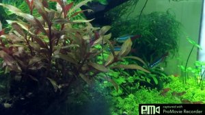 Нитчатка в аквариуме причины как бороться, как избавиться