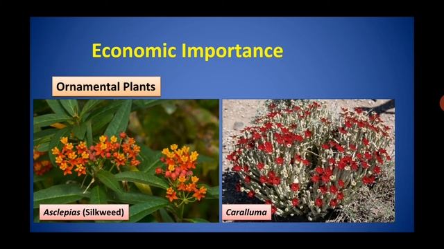 Asclepiadaceae Part II смотреть онлайн