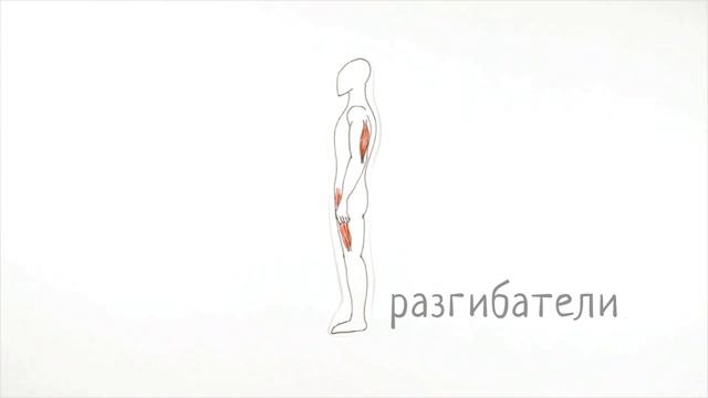Познавательная анатомия. Мышцы./Cognitive anatomy.The muscles. смотреть онлайн