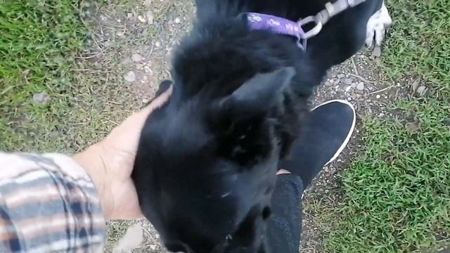 Творог в рационе Ночки. смотреть онлайн