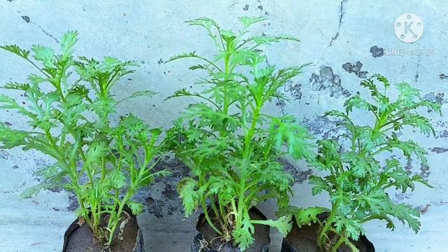 চেরি গোল্ড গাছের সম্পূর্ণ পরিচর্যা নতুন শীত কালীন ফুল গাছ #homegardening смотреть онлайн