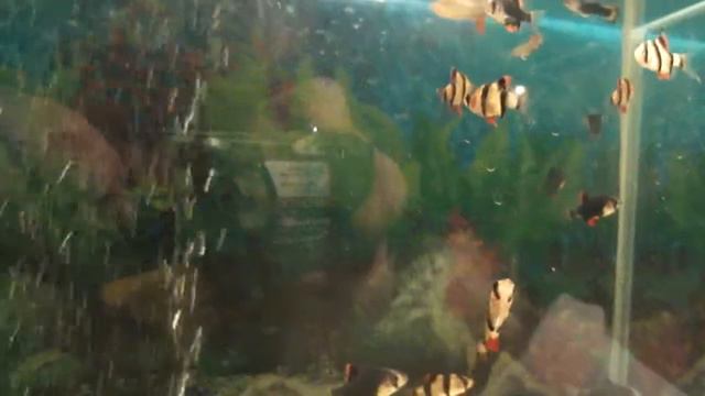 АКВАРИУМНЫЕ РЫБКИ: БАРБУСЫ (ДОСТАВКА ПО КИЕВУ: 0631394858) смотреть онлайн