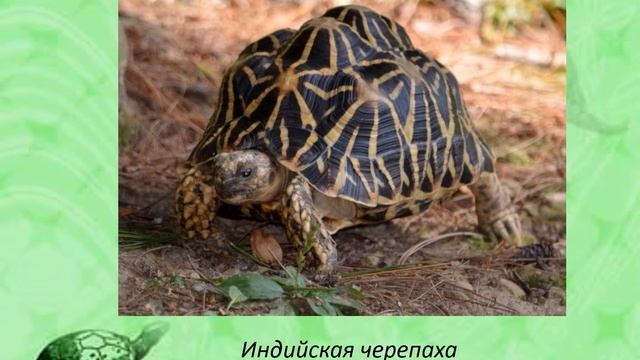 Интересные факты из жизни черепах смотреть онлайн