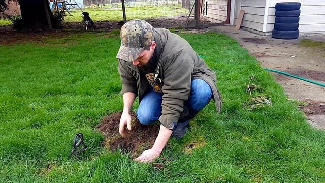 DIY/HOW TO- Catch a Mole | All you need to know w/ scissor traps (Victor "out of sight" trap) смотреть онлайн