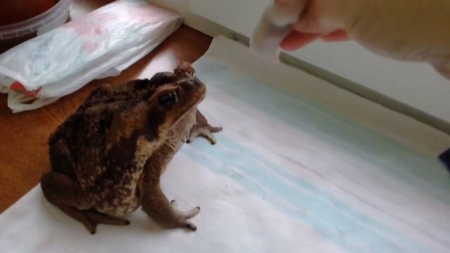 Жаба ага вкусно покушала смотреть онлайн