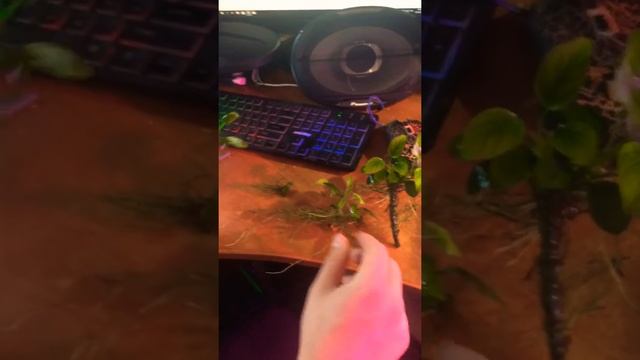 Анубиас в тепличке смотреть онлайн