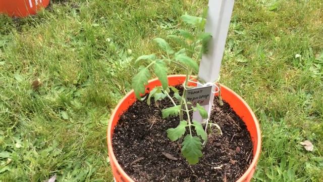 При какой температуре воздуха ночью можно высаживать рассаду в открытый грунт. смотреть онлайн