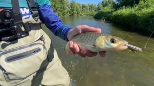 Ловля голавля на спиннинг летом. Микроречка