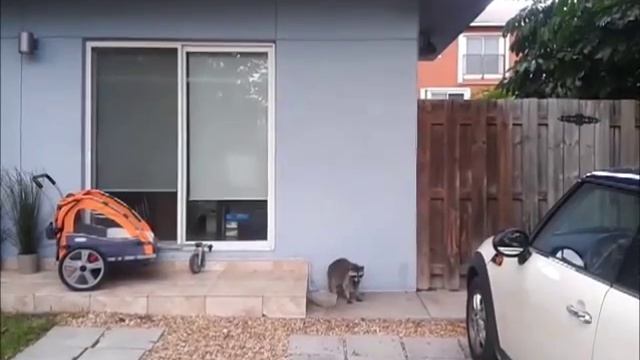 №29 США Домашнее животное ЕНОТ! смотреть онлайн