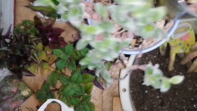 ТРАДЕСКАНЦИЯ.Обзор,пересадка.Мои комнатные цветы в октябре. смотреть онлайн